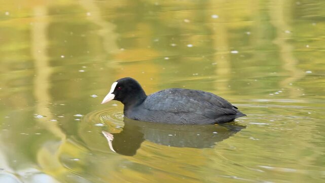 Eurasian coot swimming, Eurasian coot swimming on lake, Eurasian coot swimming wildlife video