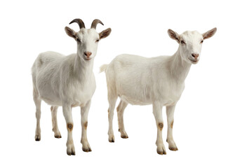 Obraz premium Two White Goats Isolated Studio Shot