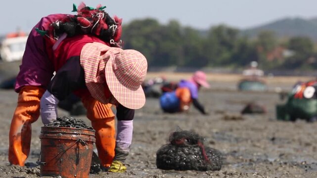 Harvesting Manila Clams on the West Coast Tidal Flats - 한국 서해안 갯벌에서 바지락을 채취하는 어민들의 모습