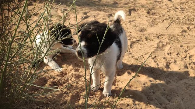 New born puppy playing in winter morning, adorable puppies