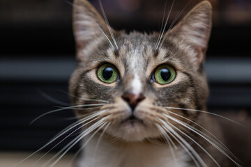 Close Up of Cute House Cat with Green Eyes, Young Kitty, Adult Feline