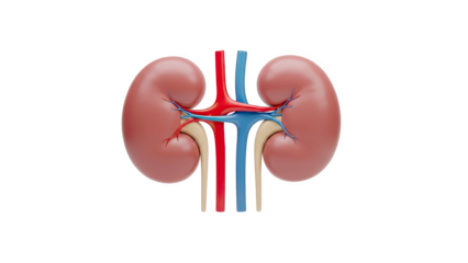 3D Human Kidneys Anatomy with Blood Vessels on transparent background