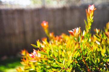 callistemon plant with green and red leaves australian native foliage close up