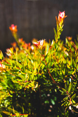 callistemon plant with green and red leaves australian native foliage close up
