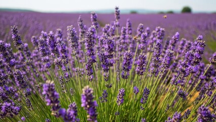 Obraz premium Summer season natural background. lavender flowers blooming on field. Lavender bushes closeup 