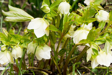 春の庭に咲く白いクリスマスローズ