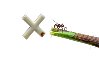 Insect on stalk near an "X" shape against black