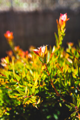 callistemon plant with green and red leaves australian native foliage close up