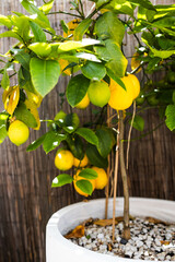 small lemon tree full of ripe fruit growing in backyard garden