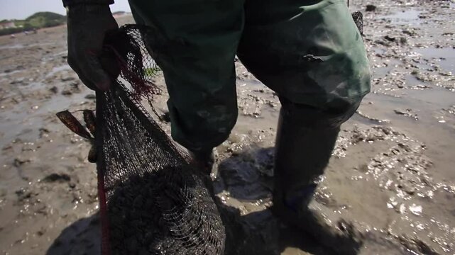 A Fisherman Carrying Freshly Harvested Manila Clams Across Tidal Flats - 한국 서해안 갯벌에서 갓 채취한 바지락 자루와 바구니를 옮기는 어민의 발걸음
