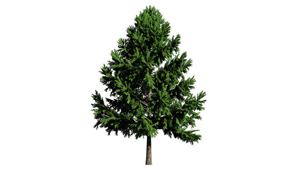 Isolated evergreen tree with textured green foliage and a brown trunk