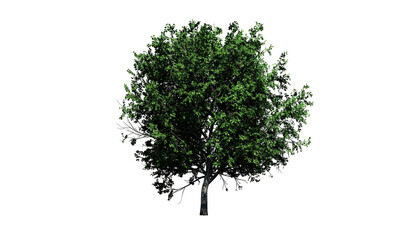 Lush green-leaved tree with detailed foliage, isolated on a black background