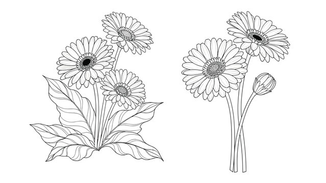 Set of two gerbera daisy arrangements in a detailed black and white hand-drawn style, showing a plant and a cut bouquet.