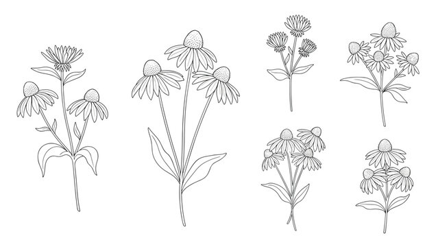 Set of six echinacea or coneflower bouquets in a delicate black and white dotted line art style for botanical illustrations.