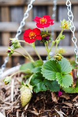 strawberry plant with red flowers in hanging pot against garden fence lattice