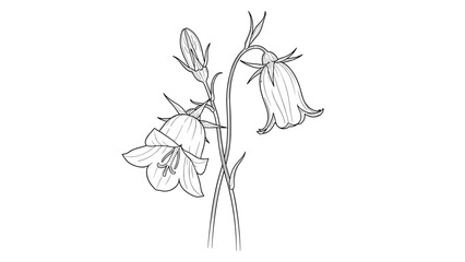 Hand-drawn illustration of peach-leaved bellflowers in a detailed black and white line art style on a white background.
