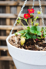 strawberry plant with red flowers in hanging pot against garden fence lattice