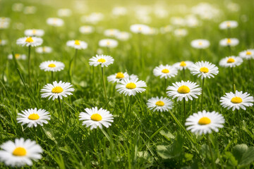 White Daisy Flowers in Green Meadow