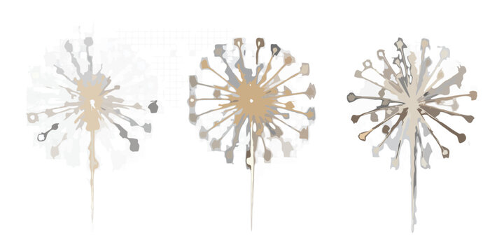 Three dandelion seed heads in varying stages of dispersal on black