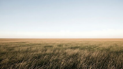 Obraz premium Expansive Golden Field Under a Clear Horizon at Sunset.