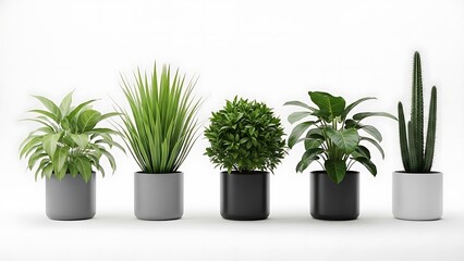 Obraz premium Five Potted Plants on White Background