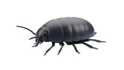 Dark Isopod Insect on transparent background