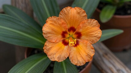 orange flower with green leaves