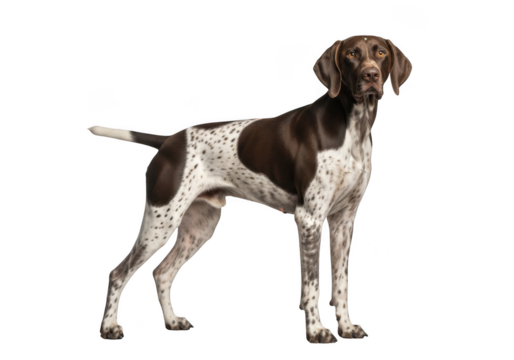 A German Shorthaired Pointer dog standing on a transparent background - Powered by Adobe