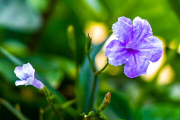 Purple pink blue violet flower flowers Brittons Wild Petunia Bluebell.