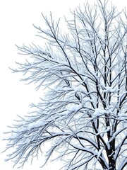 Obraz premium Snow-covered branches of a tree against a stark white background, highlighting winter's stillness, tree, outdoors
