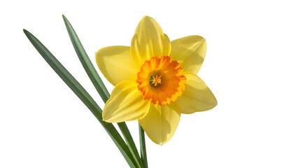 Yellow daffodil isolated on transparent background