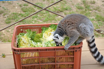 ふれあい広場のワオキツネザル
