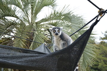 ふれあい広場のワオキツネザル