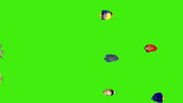 Swimming Fish Animation on Green Screen | Underwater School of Fish | Aquatic Nature VFX Overlay