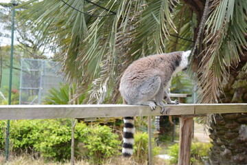 ふれあい広場のワオキツネザル