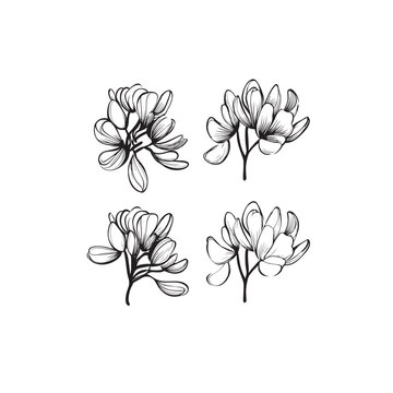Locust Tree Flower line art icon
