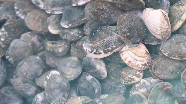 Fresh Manila Clams Spouting Water during Purging - 한국 서해안 갯벌에서 채취한 바지락 조개가 깨끗한 물속에서 해감하며 입을 벌린 모습