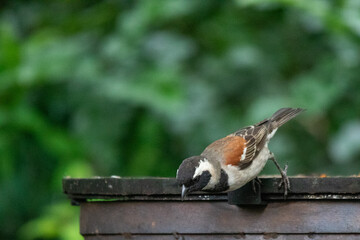 South African birds - male Cape sparrow prepares to fly to the feeder in a garden