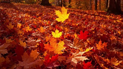 Vibrant Maple Leaf Texture maple leaves autumn Macro shot, dew kissed surfaces, intricate vein patterns, rich color saturation A