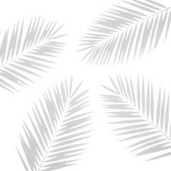 Naklejka premium Palm leaves shadows isolated on transparent background