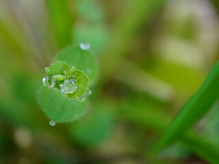 Close-up of fresh green leaves with dew drops in nature