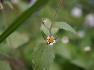 Small white wildflower with green leaves in natural setting