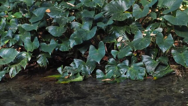 Homalomena taro plants by the flowing stream.