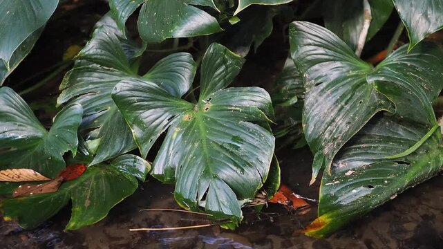 Homalomena taro plants by the flowing stream.