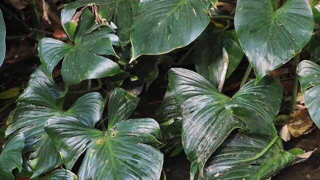 Homalomena taro plants by the flowing stream.