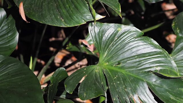 Homalomena taro plants by the flowing stream.