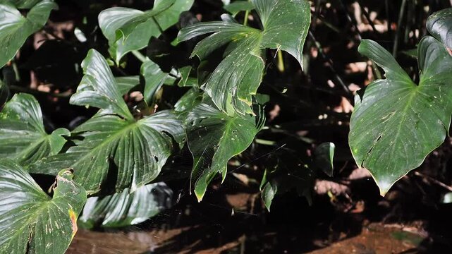 Homalomena taro plants by the flowing stream.