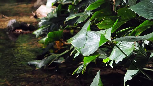 Homalomena taro plants by the flowing stream.