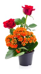 Bright arrangement in black pot with two roses and orange blooms, against a solid white backdrop