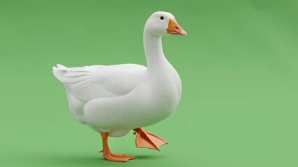 Realistic white domestic goose standing isolated on a solid green screen background. Side view of a farm bird with orange beak and webbed feet, ready for chroma keying and compositing